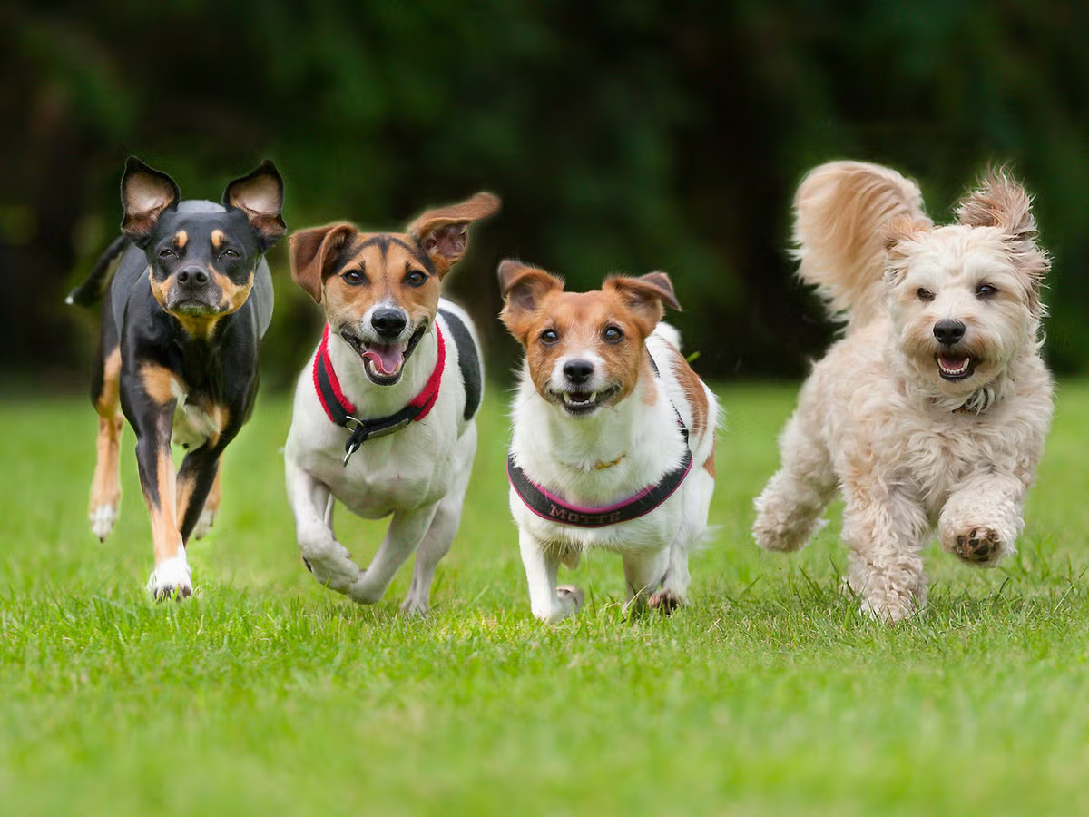 Kolhapur Municipal Corporation order